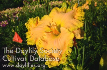 Daylily Golden Sweet